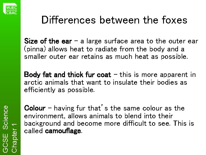 Differences between the foxes Size of the ear – a large surface area to