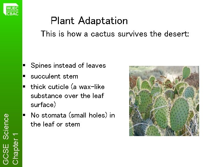 Plant Adaptation GCSE Science Chapter 1 This is how a cactus survives the desert: