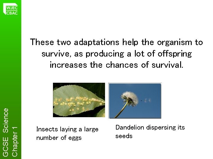 GCSE Science Chapter 1 These two adaptations help the organism to survive, as producing