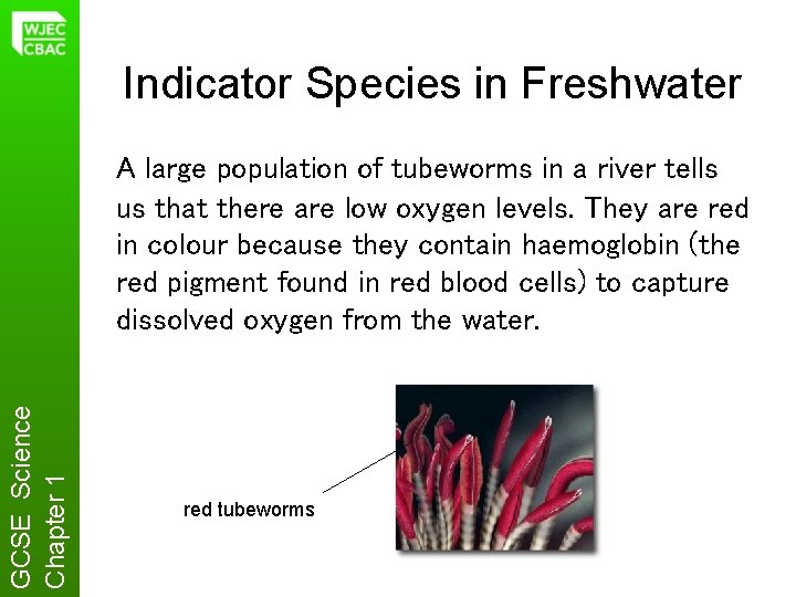 Indicator Species in Freshwater GCSE Science Chapter 1 A large population of tubeworms in
