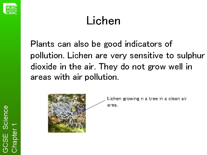 Lichen GCSE Science Chapter 1 Plants can also be good indicators of pollution. Lichen