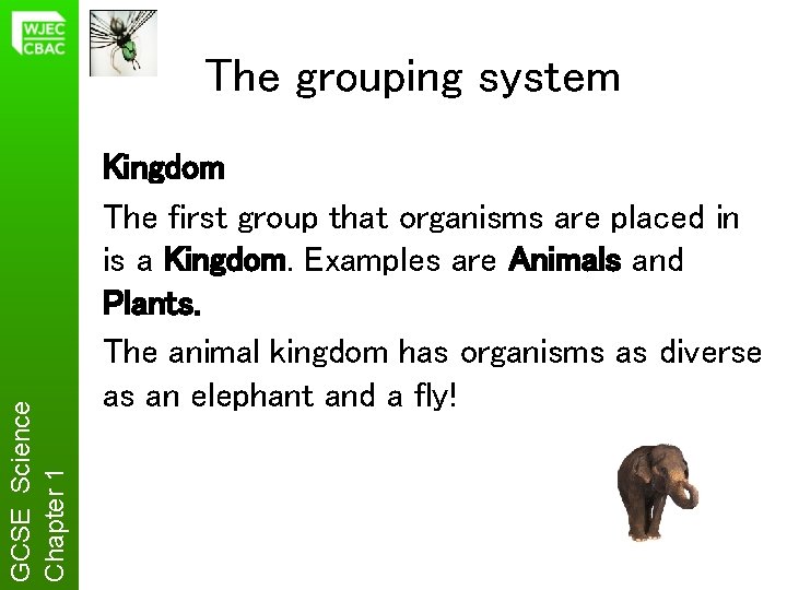 GCSE Science Chapter 1 The grouping system Kingdom The first group that organisms are
