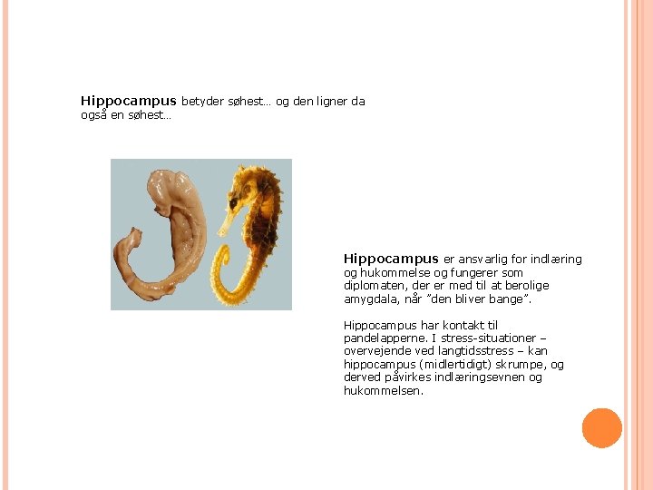 Hippocampus betyder søhest… og den ligner da også en søhest… Hippocampus er ansvarlig for