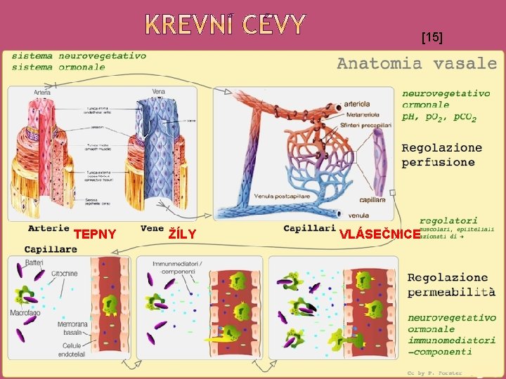 [15] TEPNY ŽÍLY VLÁSEČNICE 