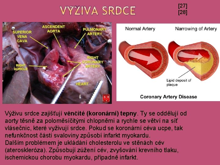 [27] [28] Výživu srdce zajišťují věnčité (koronární) tepny. Ty se oddělují od aorty těsně
