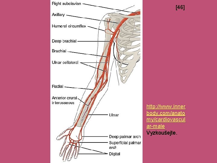 [46] http: //www. inner body. com/anato my/cardiovascul ar-male Vyzkoušejte. 