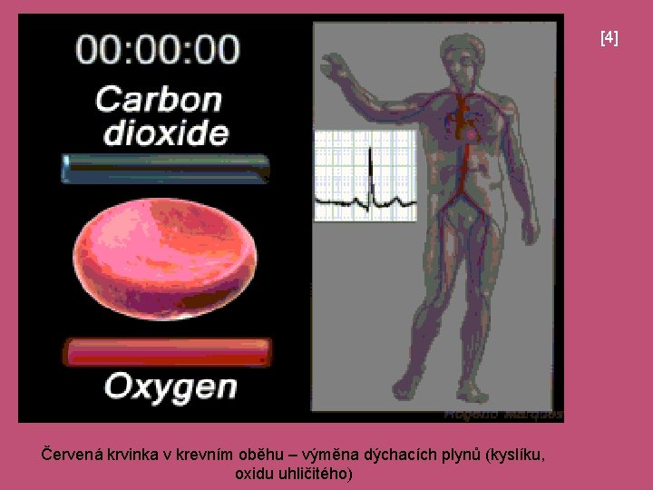 [4] Červená krvinka v krevním oběhu – výměna dýchacích plynů (kyslíku, oxidu uhličitého) 