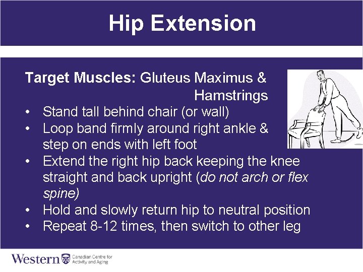 Hip Extension Target Muscles: Gluteus Maximus & Hamstrings • Stand tall behind chair (or