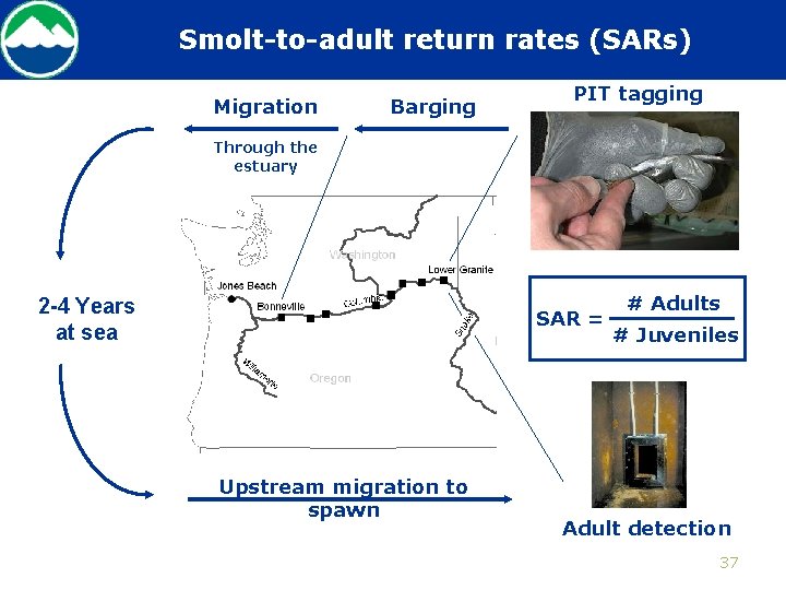 Smolt-to-adult return rates (SARs) Migration Barging PIT tagging Through the estuary 2 -4 Years