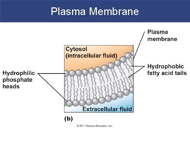 Plasma Membrane 