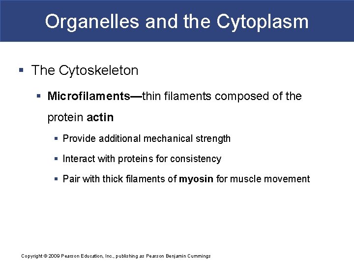 Organelles and the Cytoplasm § The Cytoskeleton § Microfilaments—thin filaments composed of the protein