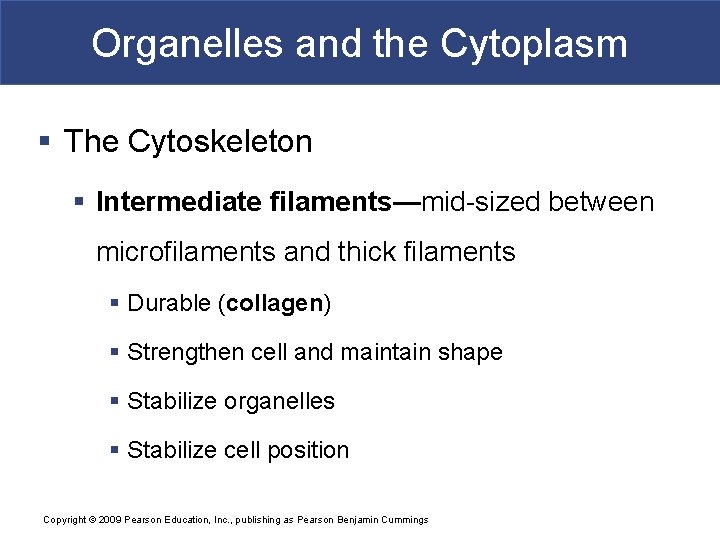 Organelles and the Cytoplasm § The Cytoskeleton § Intermediate filaments—mid-sized between microfilaments and thick