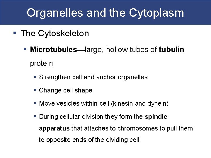 Organelles and the Cytoplasm § The Cytoskeleton § Microtubules—large, hollow tubes of tubulin protein