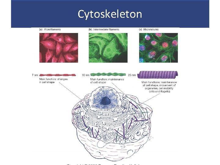 Cytoskeleton 