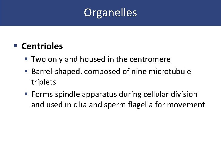 Organelles § Centrioles § Two only and housed in the centromere § Barrel-shaped, composed