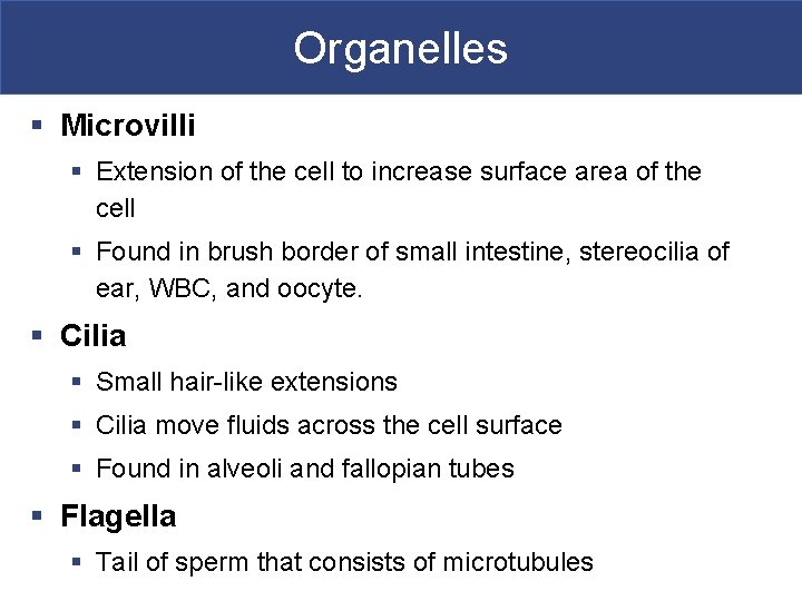 Organelles § Microvilli § Extension of the cell to increase surface area of the