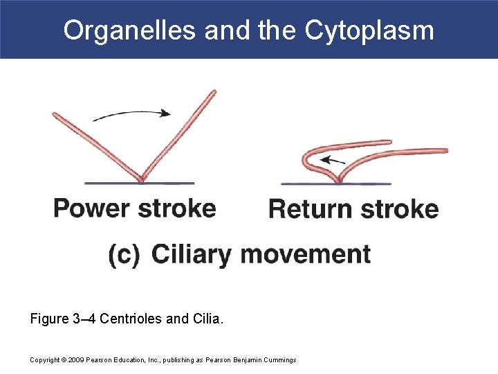 Organelles and the Cytoplasm Figure 3– 4 Centrioles and Cilia. Copyright © 2009 Pearson