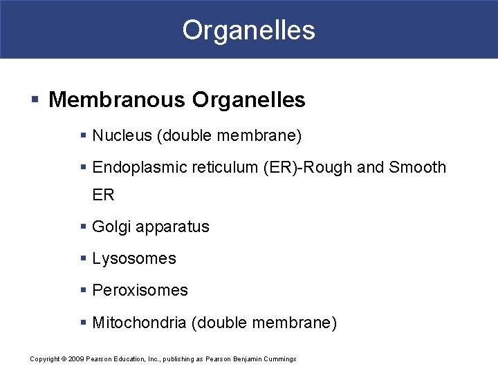 Organelles § Membranous Organelles § Nucleus (double membrane) § Endoplasmic reticulum (ER)-Rough and Smooth