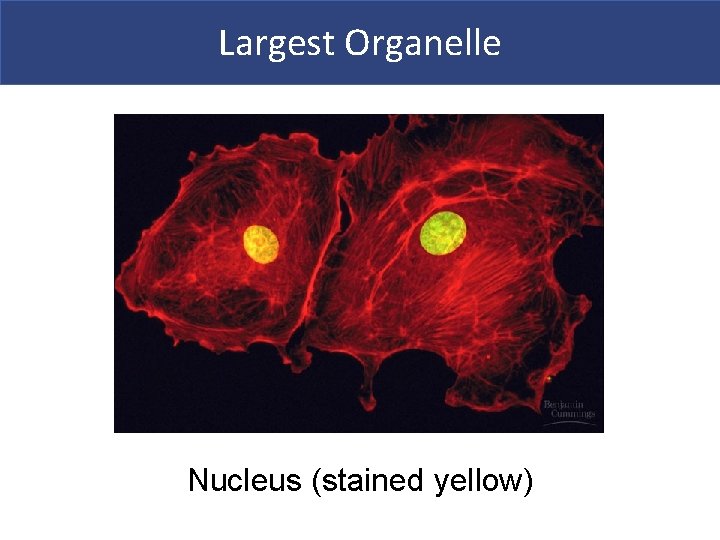 Largest Organelle Nucleus (stained yellow) 