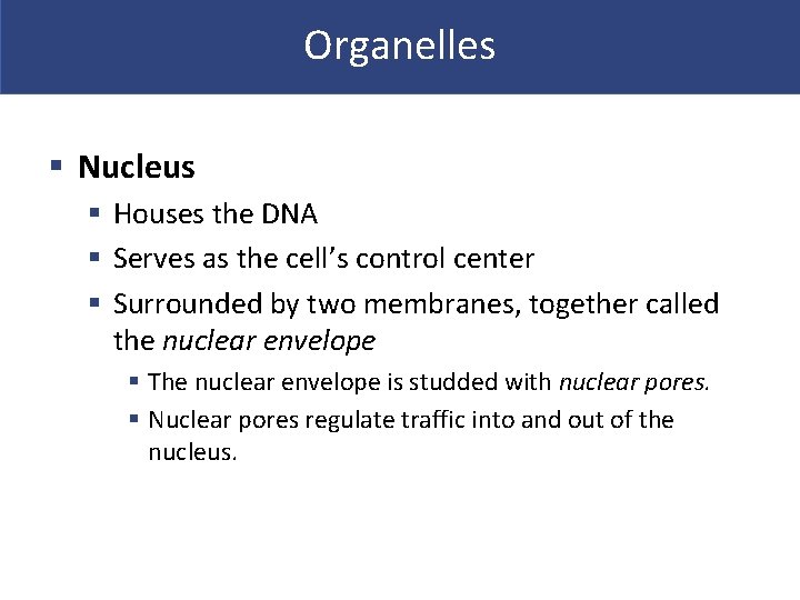 Organelles § Nucleus § Houses the DNA § Serves as the cell’s control center