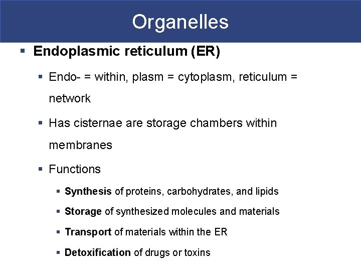 Organelles § Endoplasmic reticulum (ER) § Endo- = within, plasm = cytoplasm, reticulum =