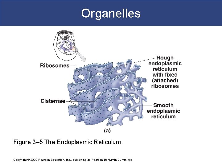 Organelles Figure 3– 5 The Endoplasmic Reticulum. Copyright © 2009 Pearson Education, Inc. ,