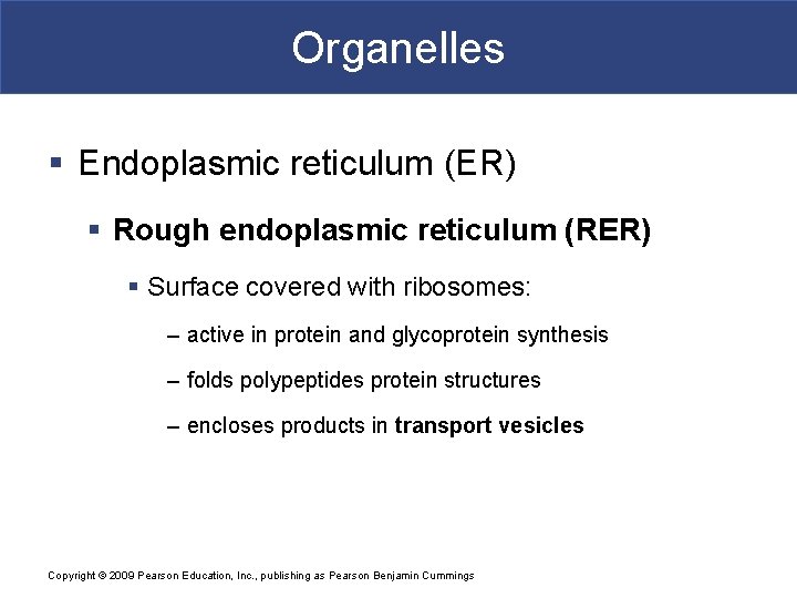 Organelles § Endoplasmic reticulum (ER) § Rough endoplasmic reticulum (RER) § Surface covered with