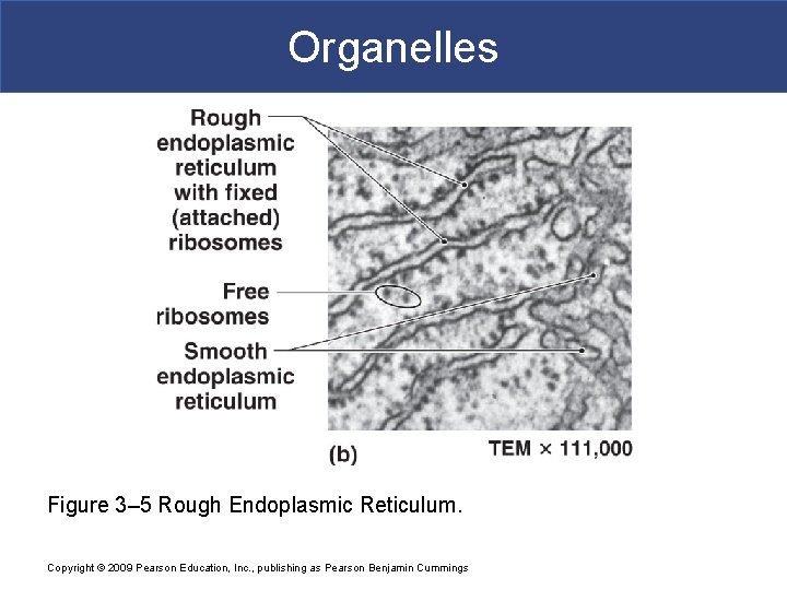 Organelles Figure 3– 5 Rough Endoplasmic Reticulum. Copyright © 2009 Pearson Education, Inc. ,