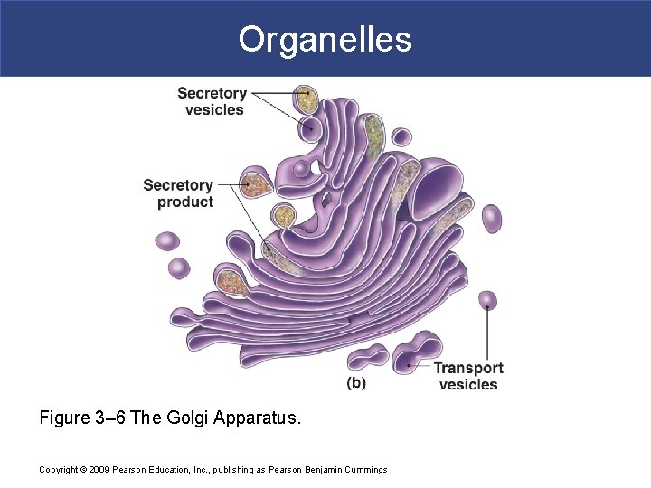 Organelles Figure 3– 6 The Golgi Apparatus. Copyright © 2009 Pearson Education, Inc. ,