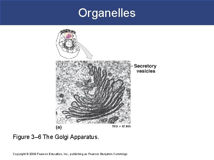 Organelles Figure 3– 6 The Golgi Apparatus. Copyright © 2009 Pearson Education, Inc. ,