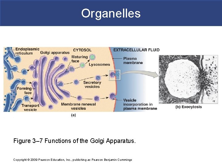 Organelles Figure 3– 7 Functions of the Golgi Apparatus. Copyright © 2009 Pearson Education,