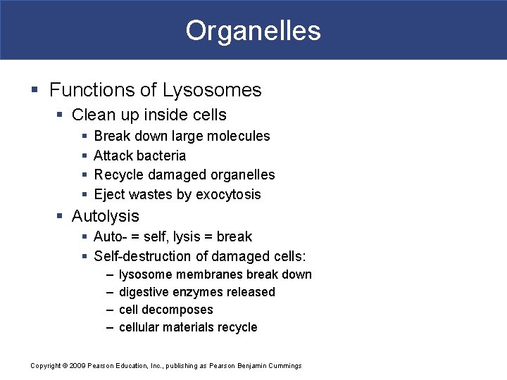 Organelles § Functions of Lysosomes § Clean up inside cells § § Break down