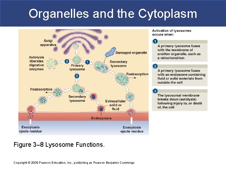 Organelles and the Cytoplasm Figure 3– 8 Lysosome Functions. Copyright © 2009 Pearson Education,