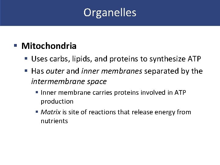 Organelles § Mitochondria § Uses carbs, lipids, and proteins to synthesize ATP § Has