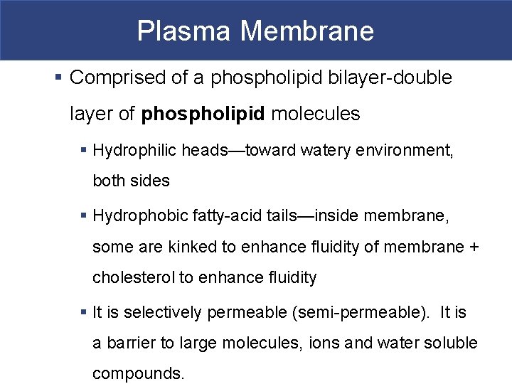 Plasma Membrane § Comprised of a phospholipid bilayer-double layer of phospholipid molecules § Hydrophilic