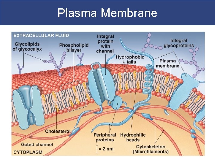 Plasma Membrane 