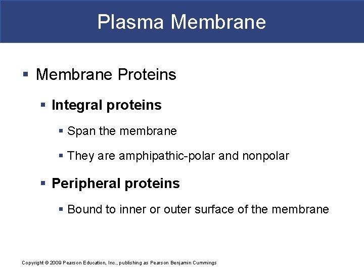 Plasma Membrane § Membrane Proteins § Integral proteins § Span the membrane § They