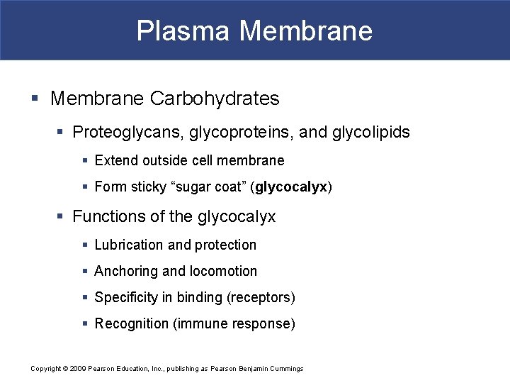 Plasma Membrane § Membrane Carbohydrates § Proteoglycans, glycoproteins, and glycolipids § Extend outside cell