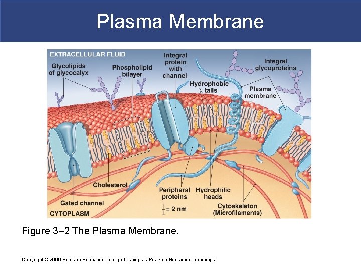 Plasma Membrane Figure 3– 2 The Plasma Membrane. Copyright © 2009 Pearson Education, Inc.