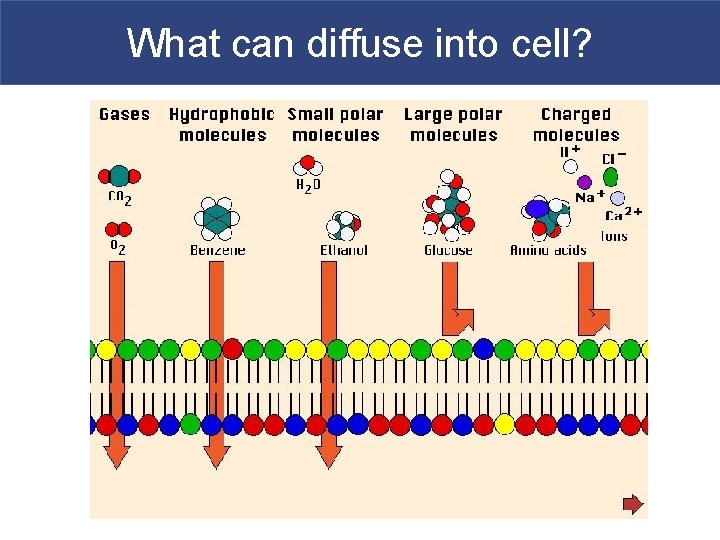What can diffuse into cell? 
