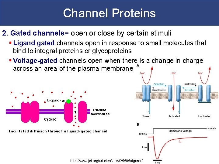 Channel Proteins 2. Gated channels= open or close by certain stimuli § Ligand gated