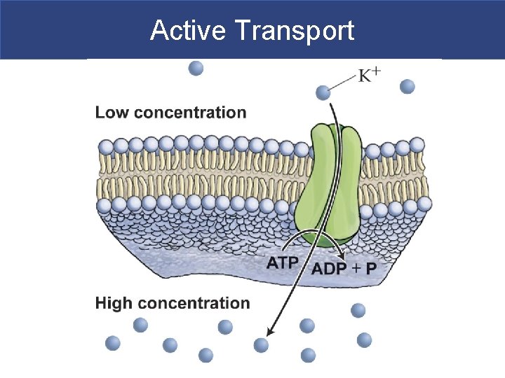 Active Transport 