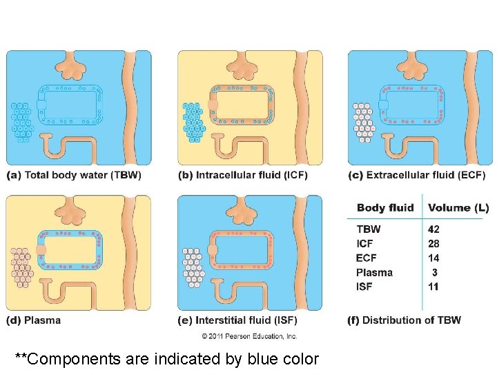 **Components are indicated by blue color 