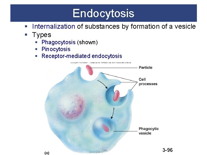 Endocytosis § Internalization of substances by formation of a vesicle § Types § Phagocytosis