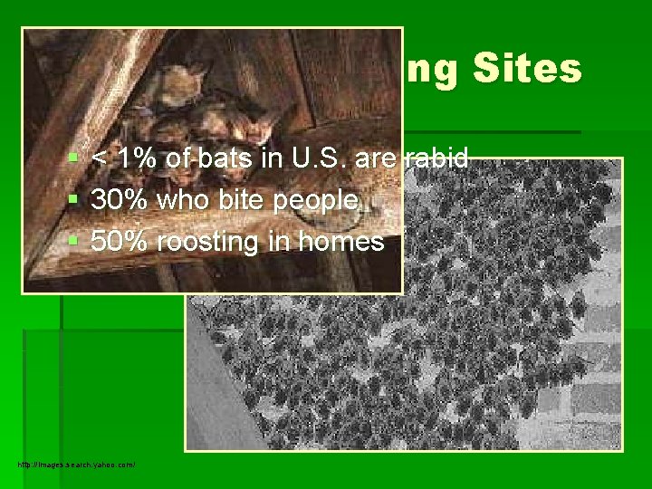 Homes as Roosting Sites § § § < 1% of bats in U. S.