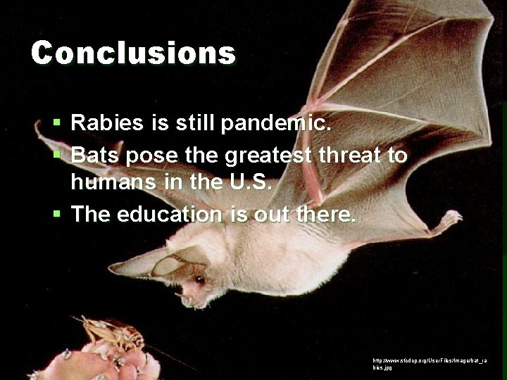 Conclusions § Rabies is still pandemic. § Bats pose the greatest threat to humans