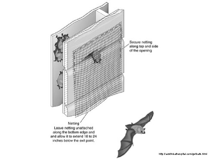 http: //austinbathospital. com/gotbats. html 