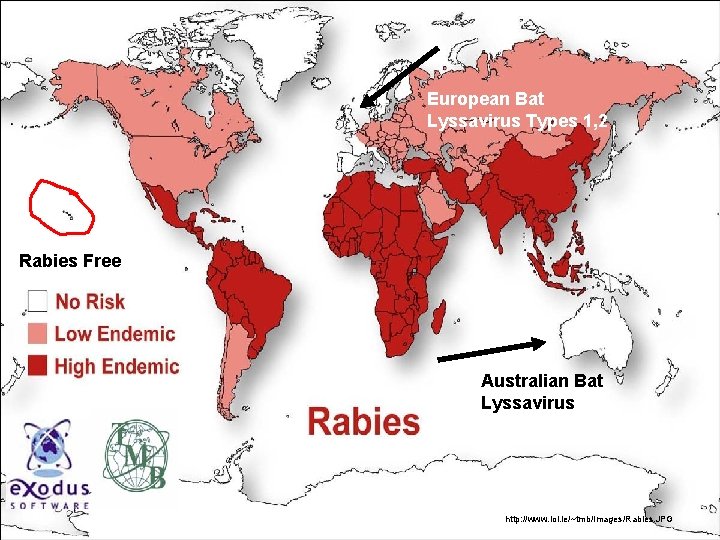 European Bat Lyssavirus Types 1, 2 Rabies Free Australian Bat Lyssavirus http: //www. iol.