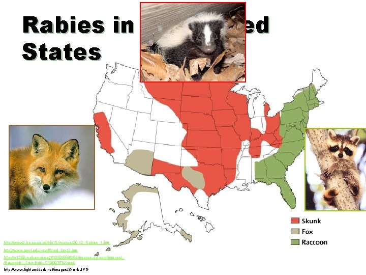 Rabies in the United States http: //www 2. bc. ca. us/bio 16/images/20 -12_Rabies_1. jpg