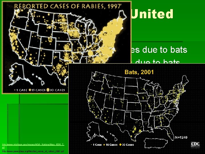 Rabies in the United States § In 2001, 17% of Wild rabies due to